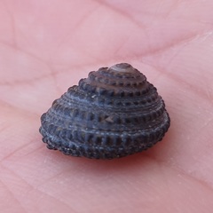 Diloma bicanaliculatum