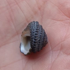 Diloma bicanaliculatum