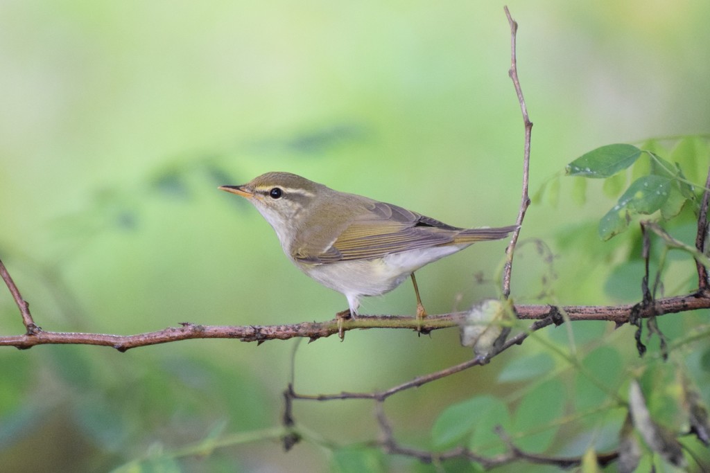 Kamchatka Leaf Warbler photo