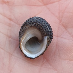 Diloma bicanaliculatum