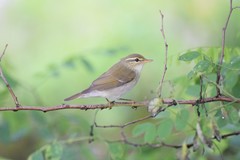 Phylloscopus examinandus