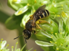 Halictus fulvipes
