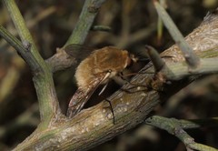 Bombylius posticus
