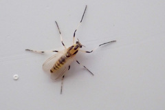 Cricotopus sylvestris