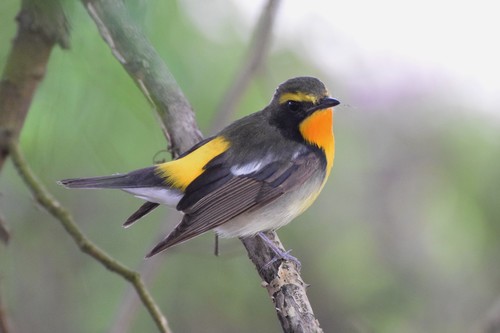 Narcissus Flycatcher