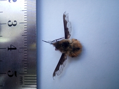 Bombylius major