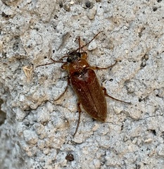 Cebrio benedicti