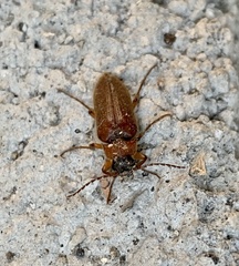 Cebrio benedicti