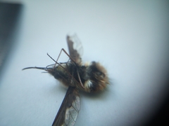 Bombylius major