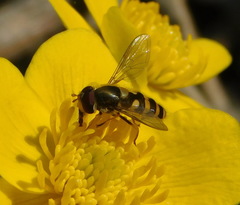 Syrphus ribesii