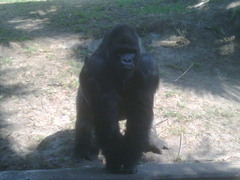 Gorilla gorilla