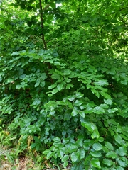 Fagus sylvatica