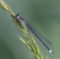 Coenagrion armatum