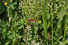 Malacosoma castrense