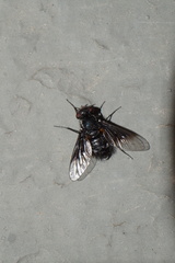 Chalcochiton pallasii