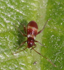 Closterotomus
