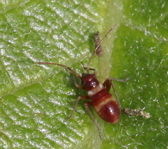 Closterotomus