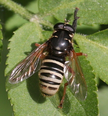 Temnostoma apiforme