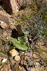 Eriospermum capense capense