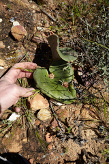 Eriospermum capense capense