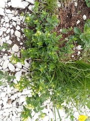 Galium valantioides