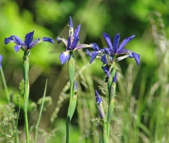 Iris spuria