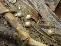 Coprinopsis kubickae