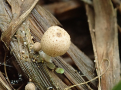 Coprinopsis kubickae