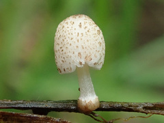 Coprinopsis kubickae