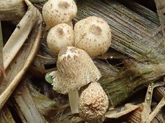 Coprinopsis kubickae