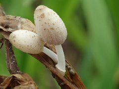 Coprinopsis kubickae