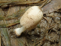Coprinopsis kubickae