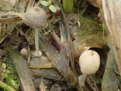 Coprinopsis kubickae