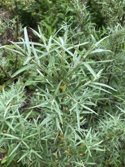 Hippophae