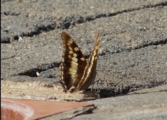 Charaxes guderiana guderiana