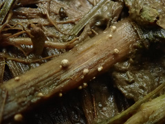 Coprinopsis kubickae