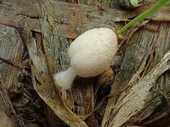 Coprinopsis kubickae