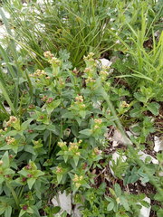 Galium valantioides