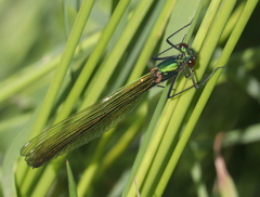 Calopteryx splendens