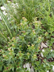 Galium valantioides