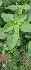 Amaranthus retroflexus