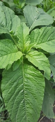 Amaranthus retroflexus