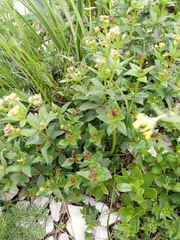 Galium valantioides