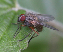 Helina impuncta