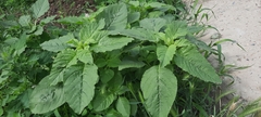 Amaranthus retroflexus