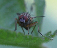 Helina impuncta