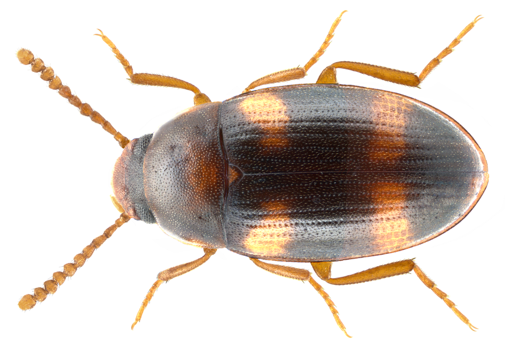 Darkling beetle