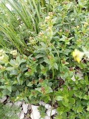 Galium valantioides