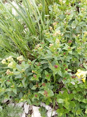 Galium valantioides