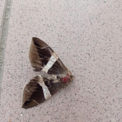 Bastilla fulvotaenia